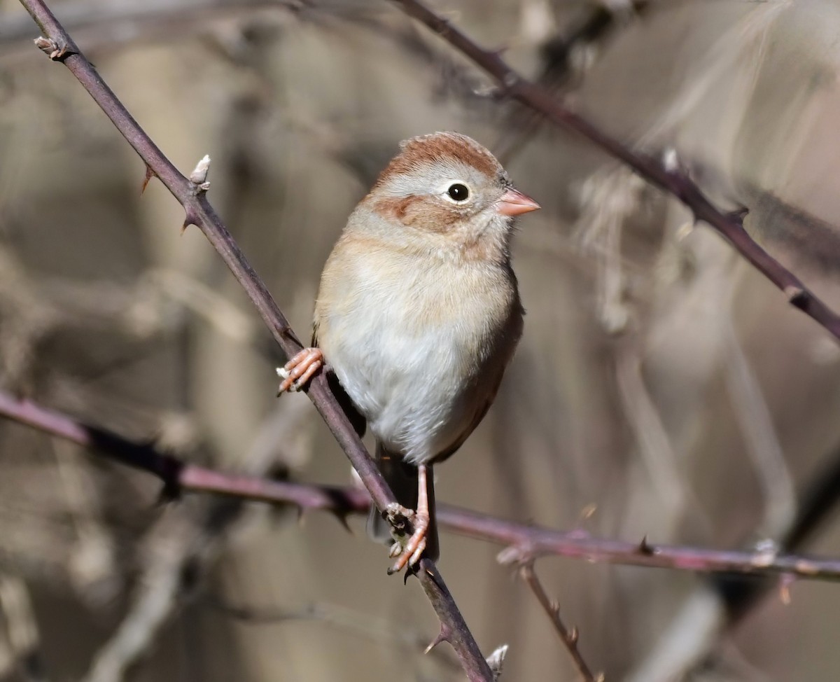 Карнатка польова - ML646961306