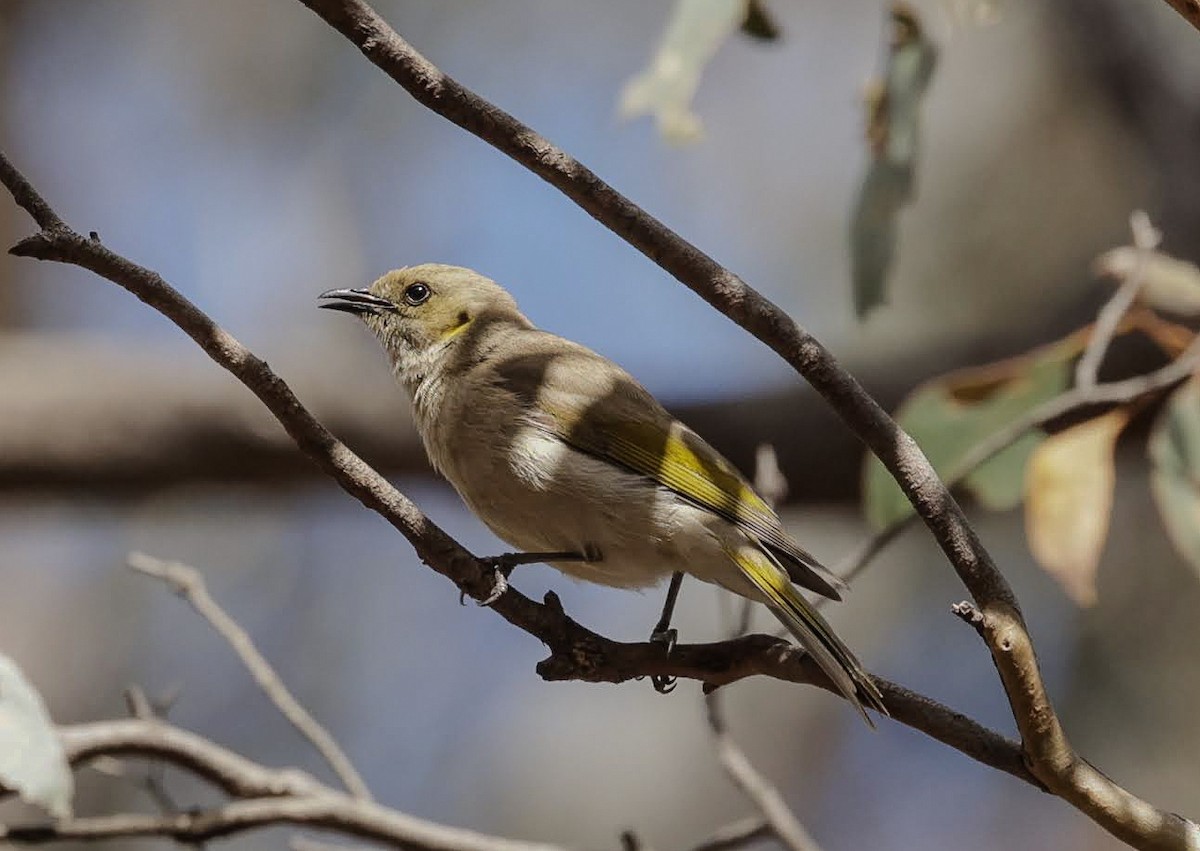Fuscous Honeyeater - ML646961307