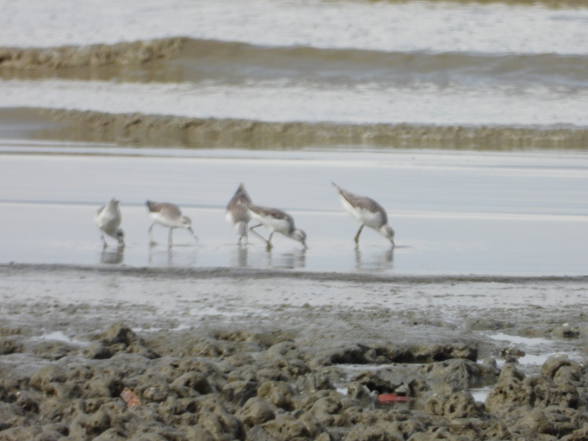 Urmael-kuliska - ML646961316