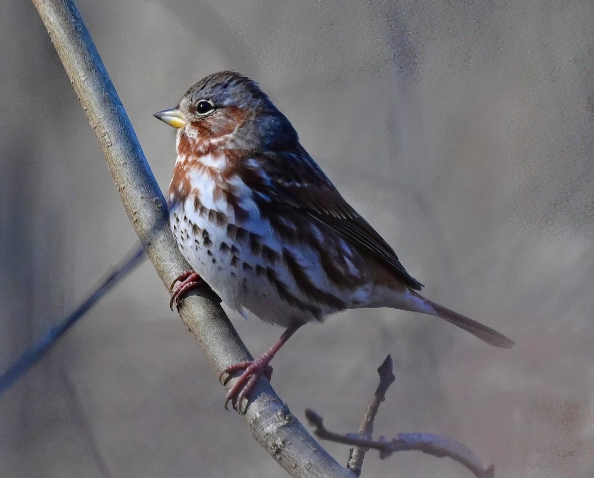 Пасовник рябогрудий - ML646961321