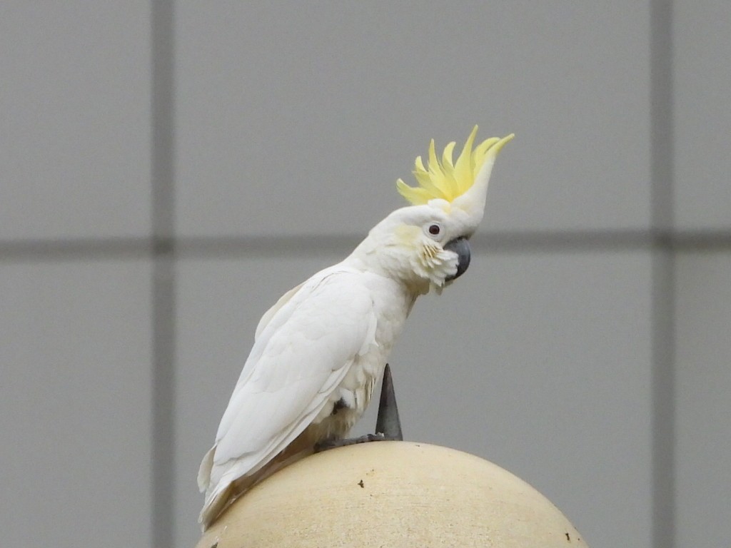 Yellow-crested Cockatoo - ML646961322