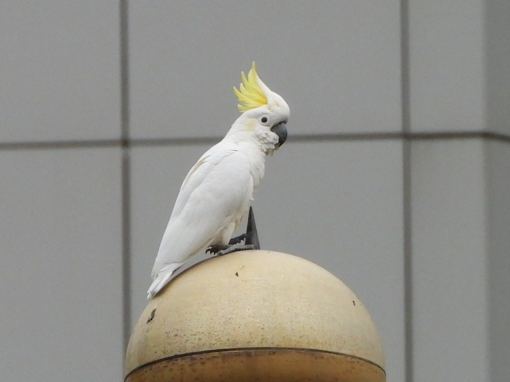 Cacatúa Sulfúrea - ML646961323