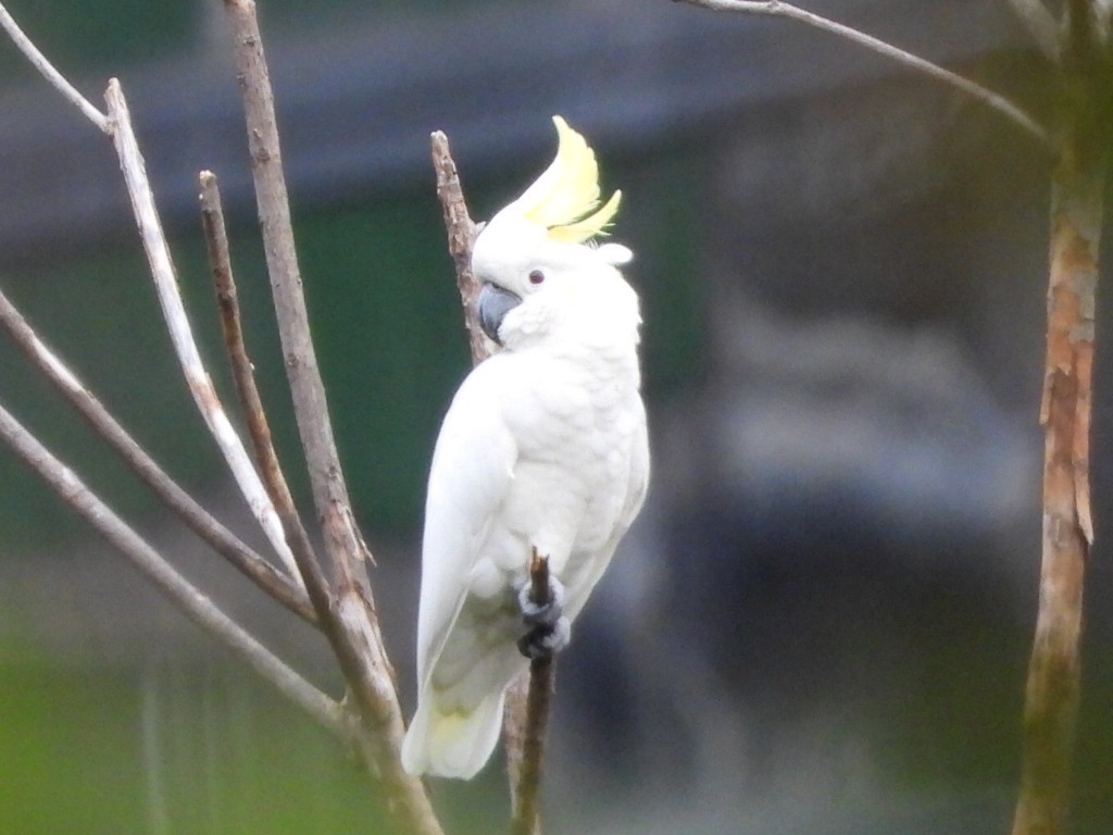 Cacatúa Sulfúrea - ML646961324