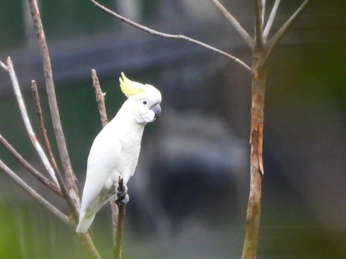 Yellow-crested Cockatoo - ML646961325