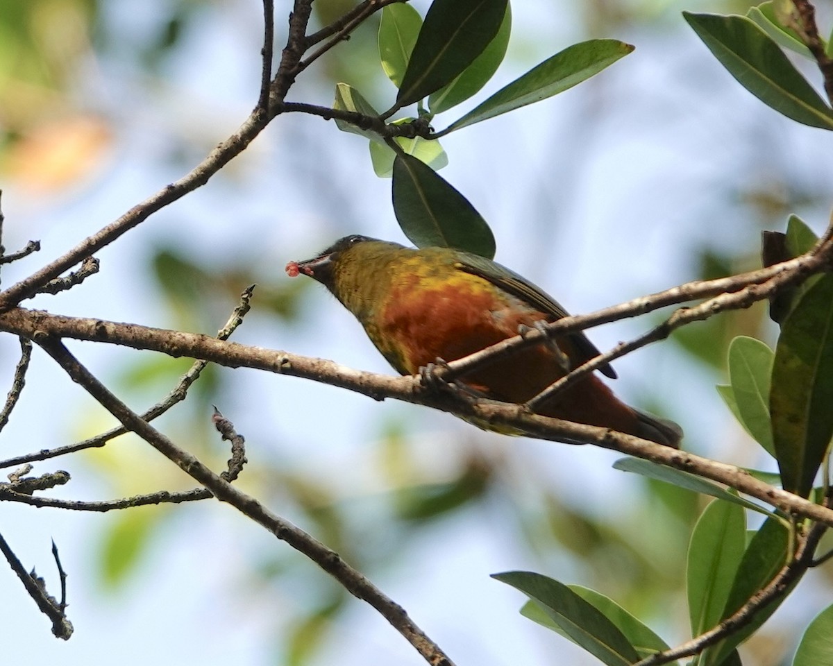 Olive-backed Euphonia - ML646961326