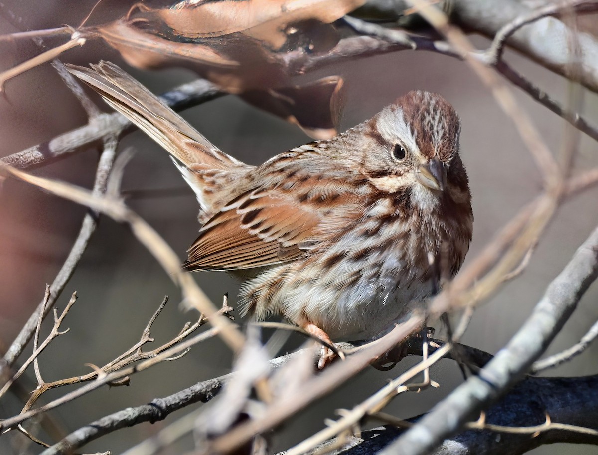Пасовка співоча - ML646961327