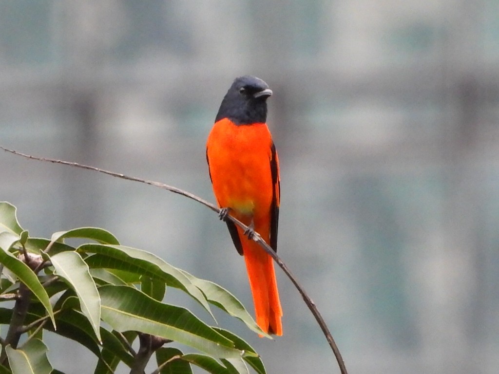 Minivet Escarlata - ML646961328