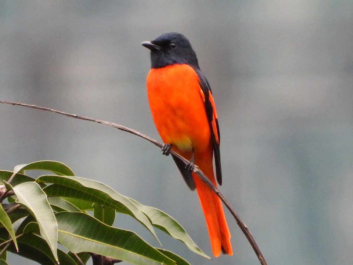 Minivet Escarlata - ML646961329