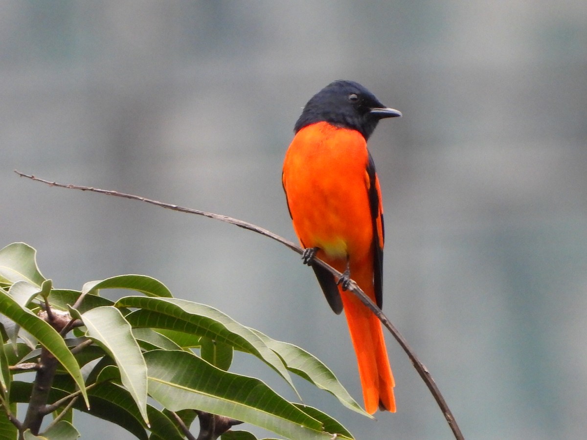 Minivet Escarlata - ML646961330