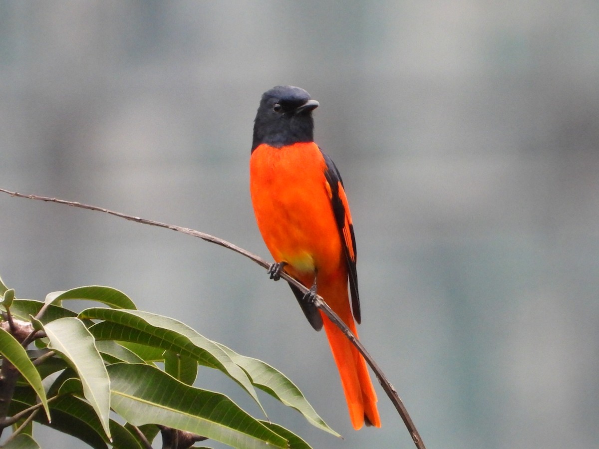 Minivet Escarlata - ML646961331