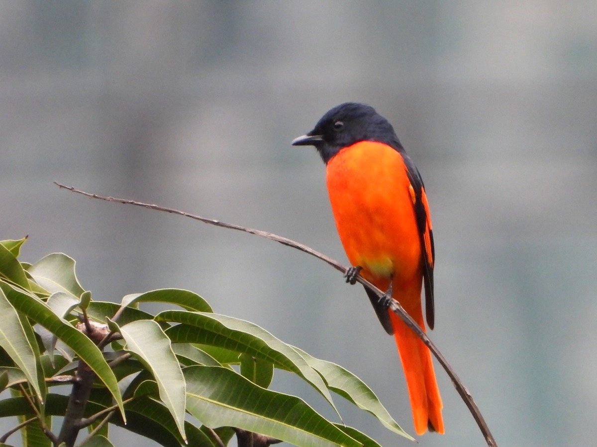 Minivet Escarlata - ML646961332