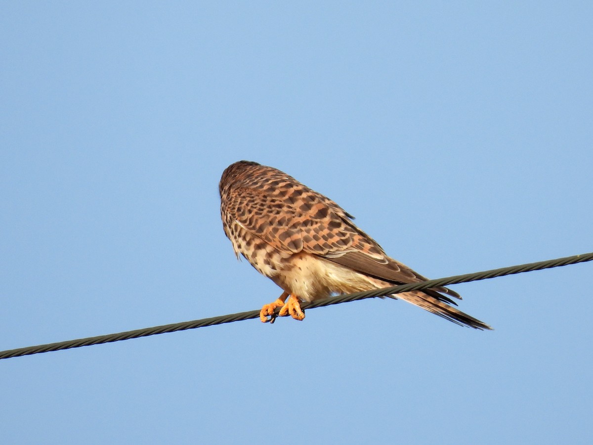 Turmfalke - ML646961333