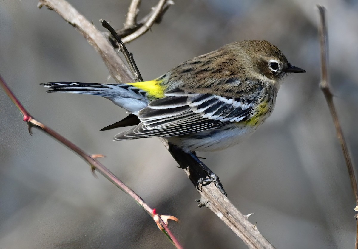 Пісняр-лісовик жовтогузий - ML646961334