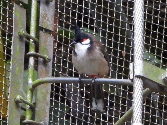 Bulbul Orfeo - ML646961336