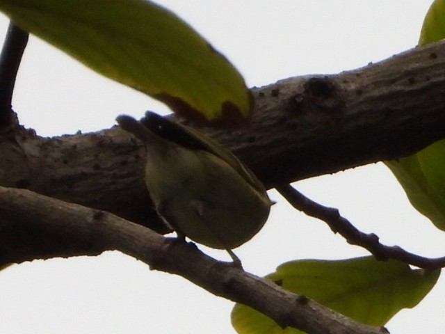 Mosquitero Bilistado - ML646961337