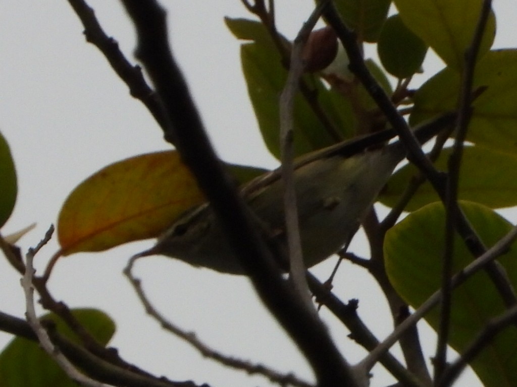 Mosquitero Bilistado - ML646961338