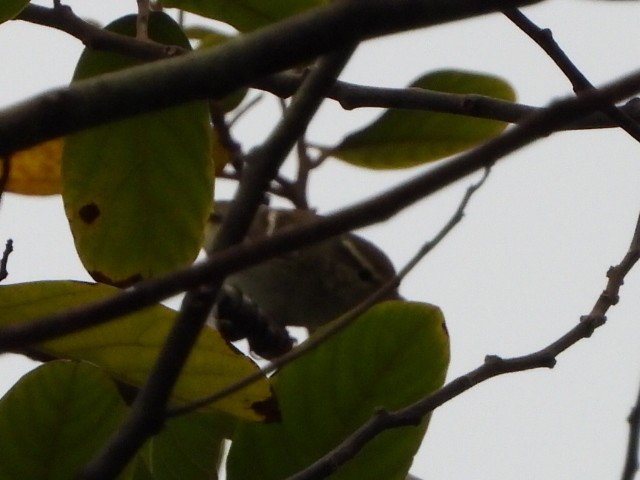 Mosquitero Bilistado - ML646961339