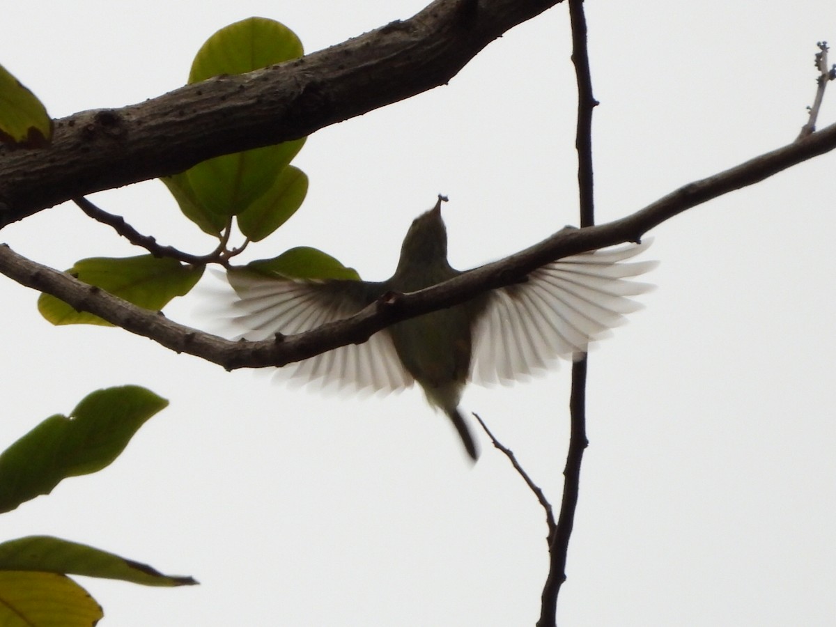 Mosquitero Bilistado - ML646961340