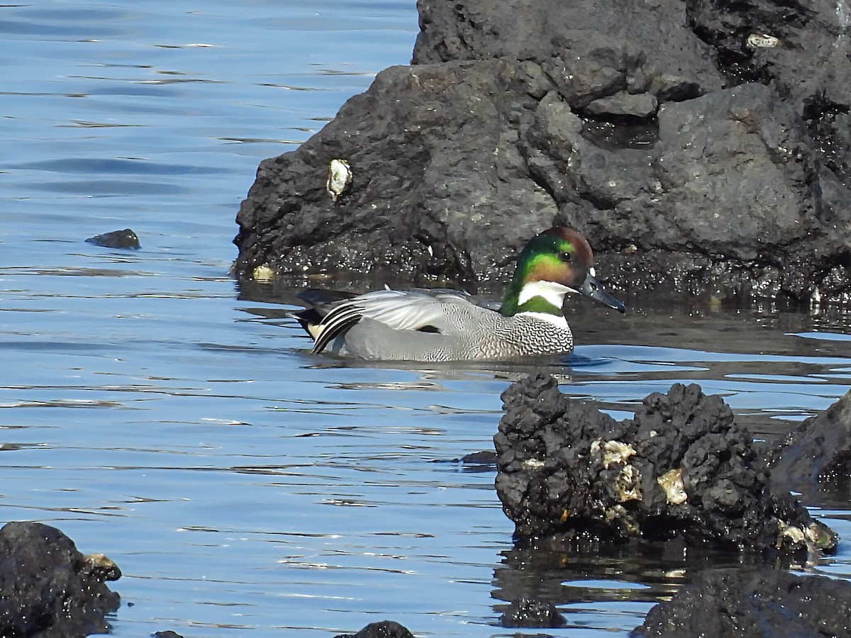 Sichelente - ML646961341