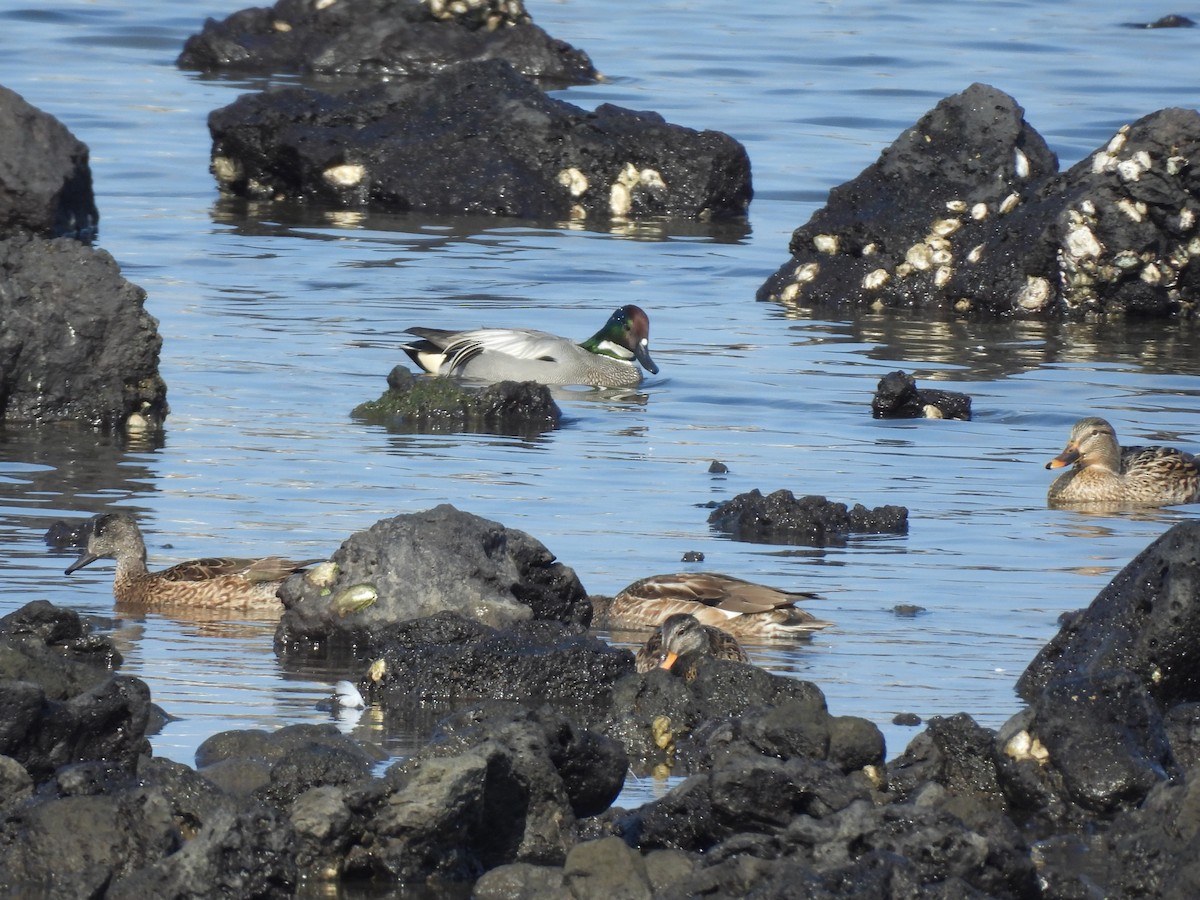 Sichelente - ML646961342