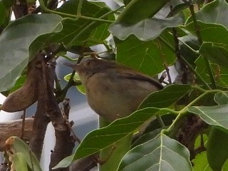 Sastrecillo Común - ML646961343