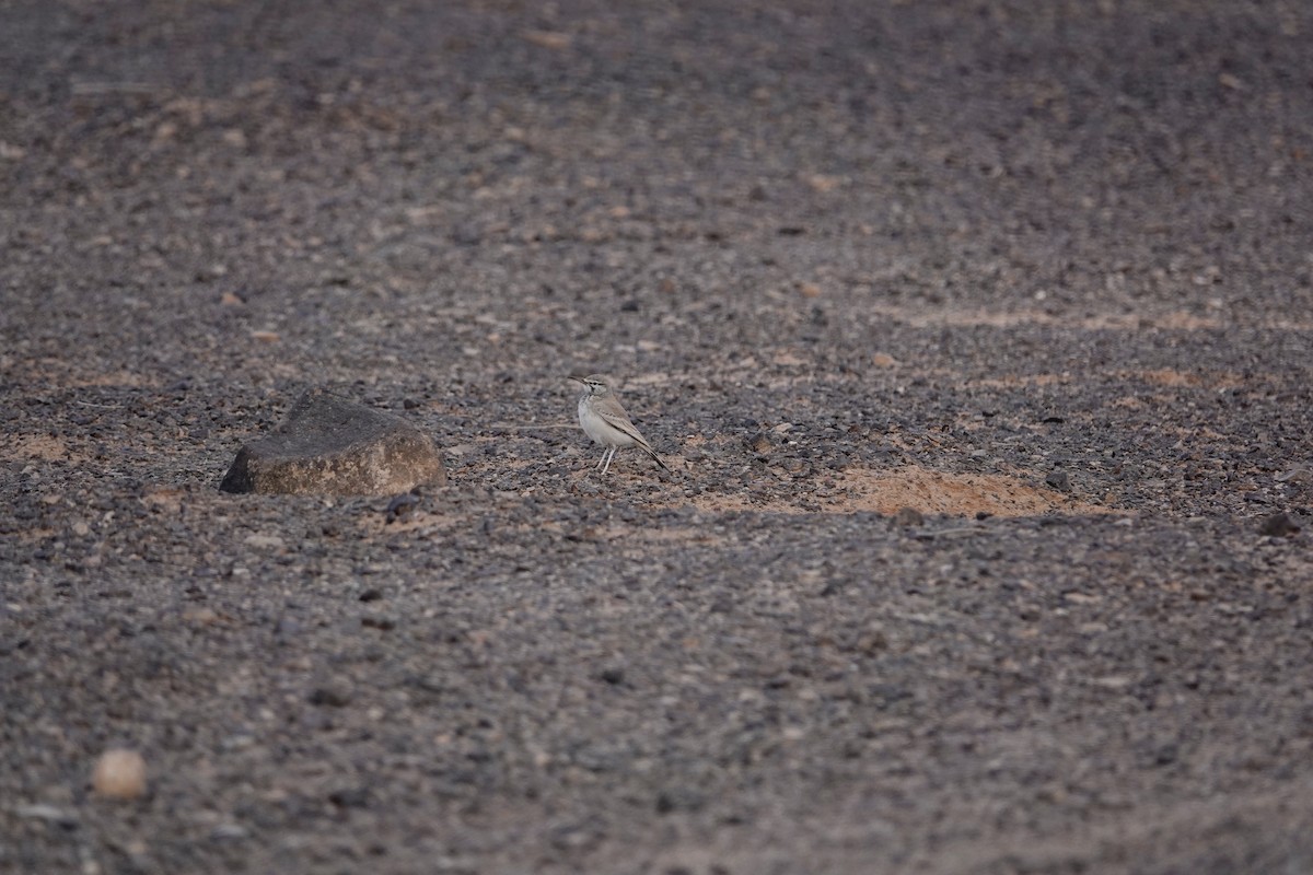 Greater Hoopoe-Lark - ML646961344