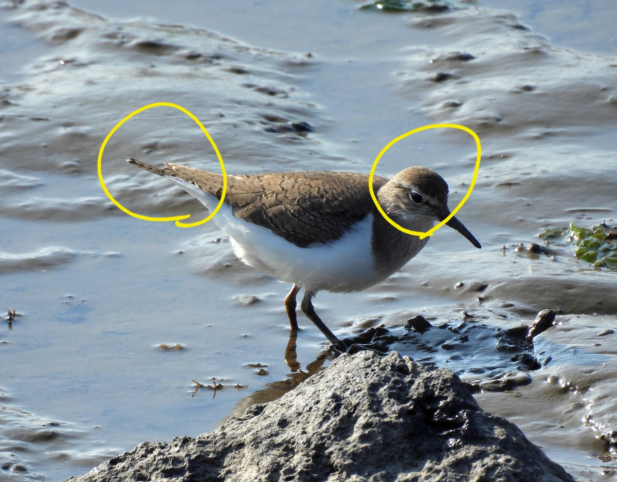 Common Sandpiper - ML646961346