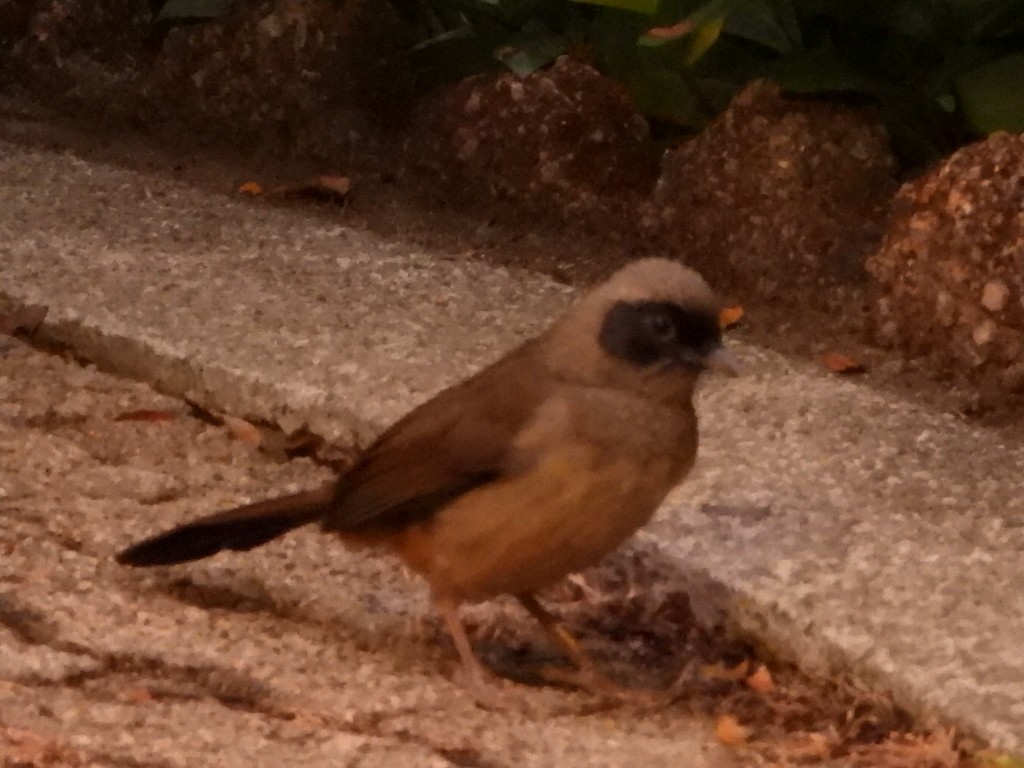 Charlatán Enmascarado - ML646961347