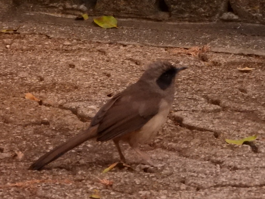 Charlatán Enmascarado - ML646961348