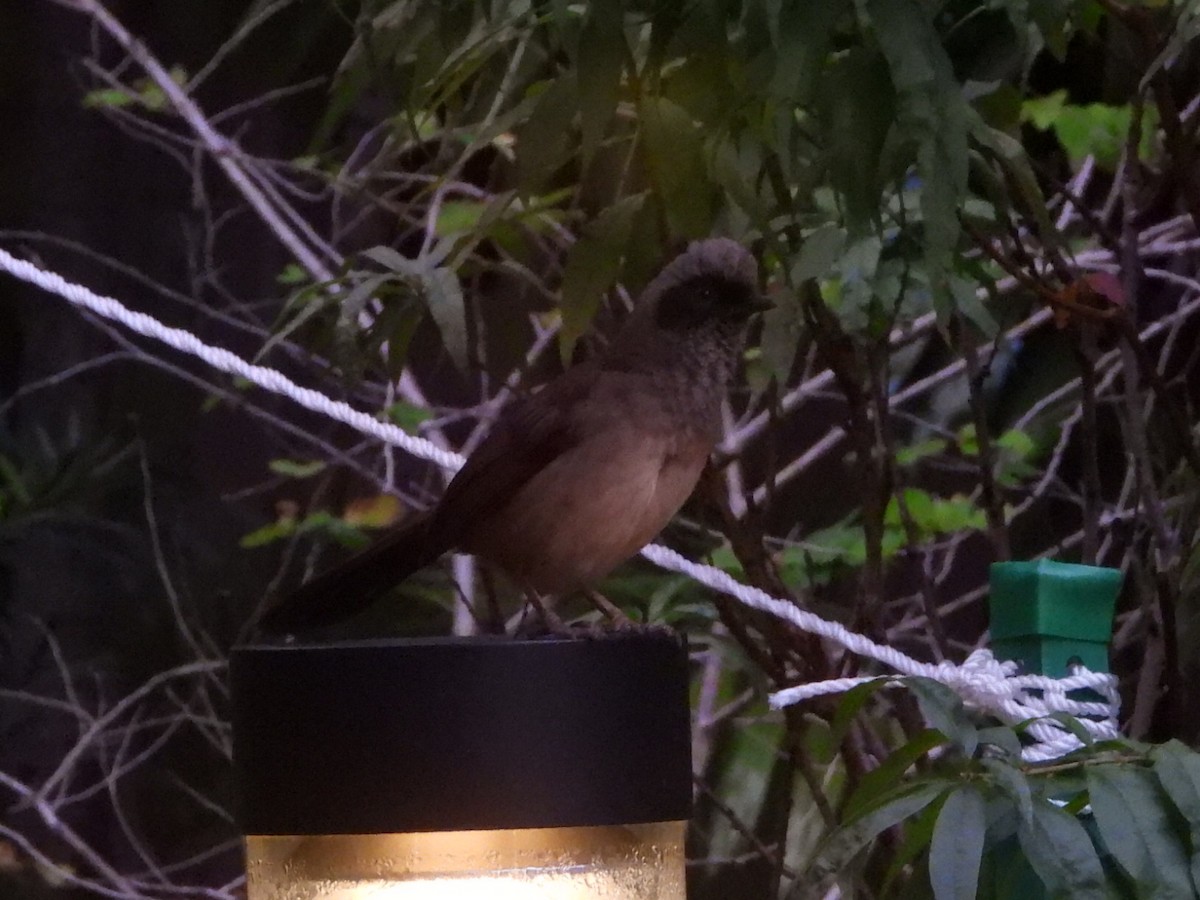 Charlatán Enmascarado - ML646961349