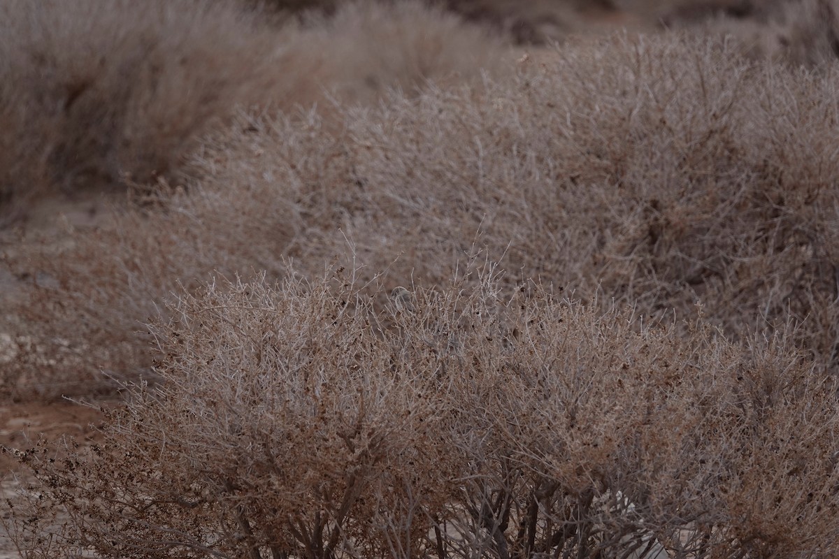 Asian Desert Warbler - ML646961350