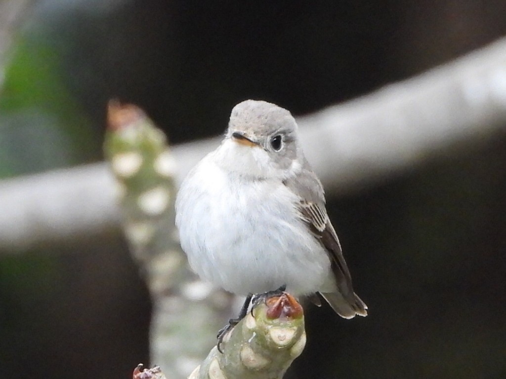 Papamoscas Pardo Asiático - ML646961352