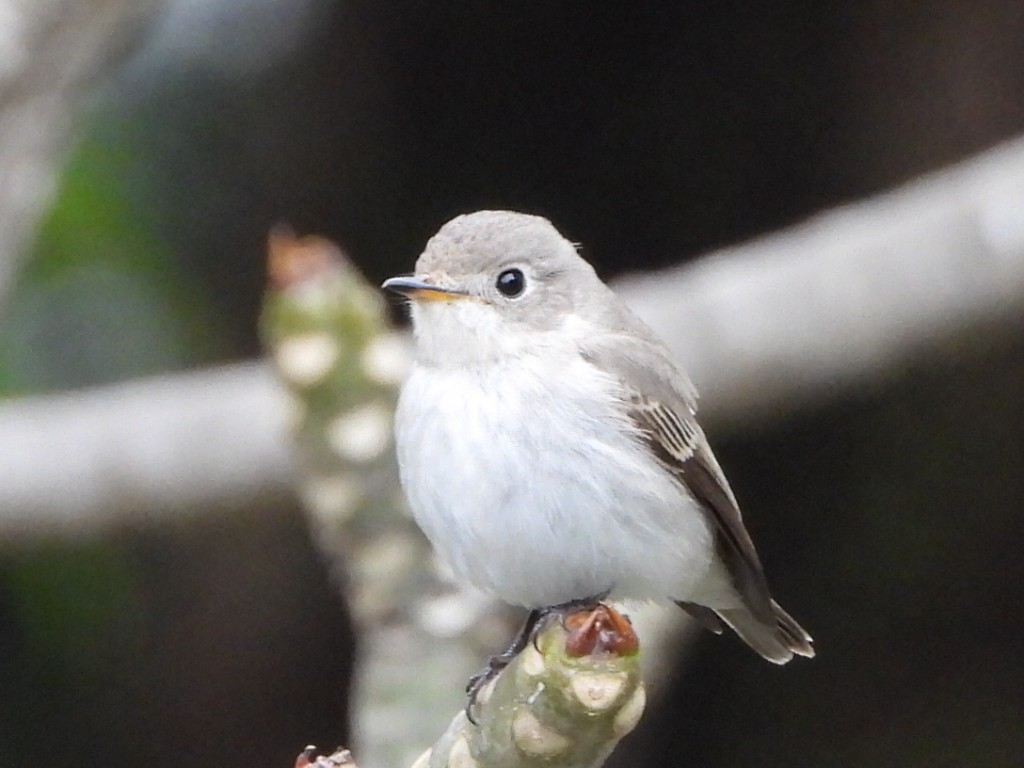 Papamoscas Pardo Asiático - ML646961353