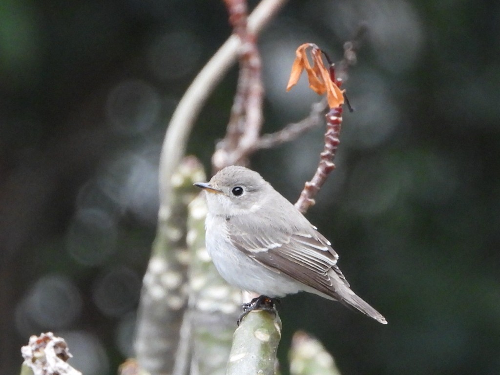 Papamoscas Pardo Asiático - ML646961354