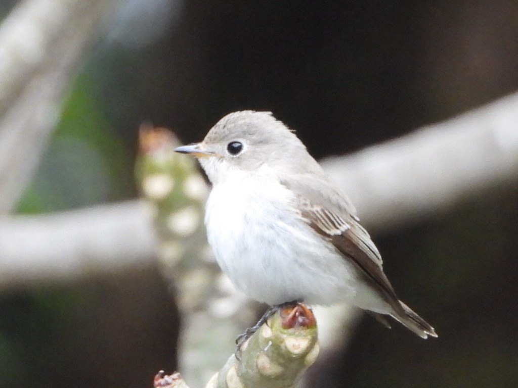 Papamoscas Pardo Asiático - ML646961355