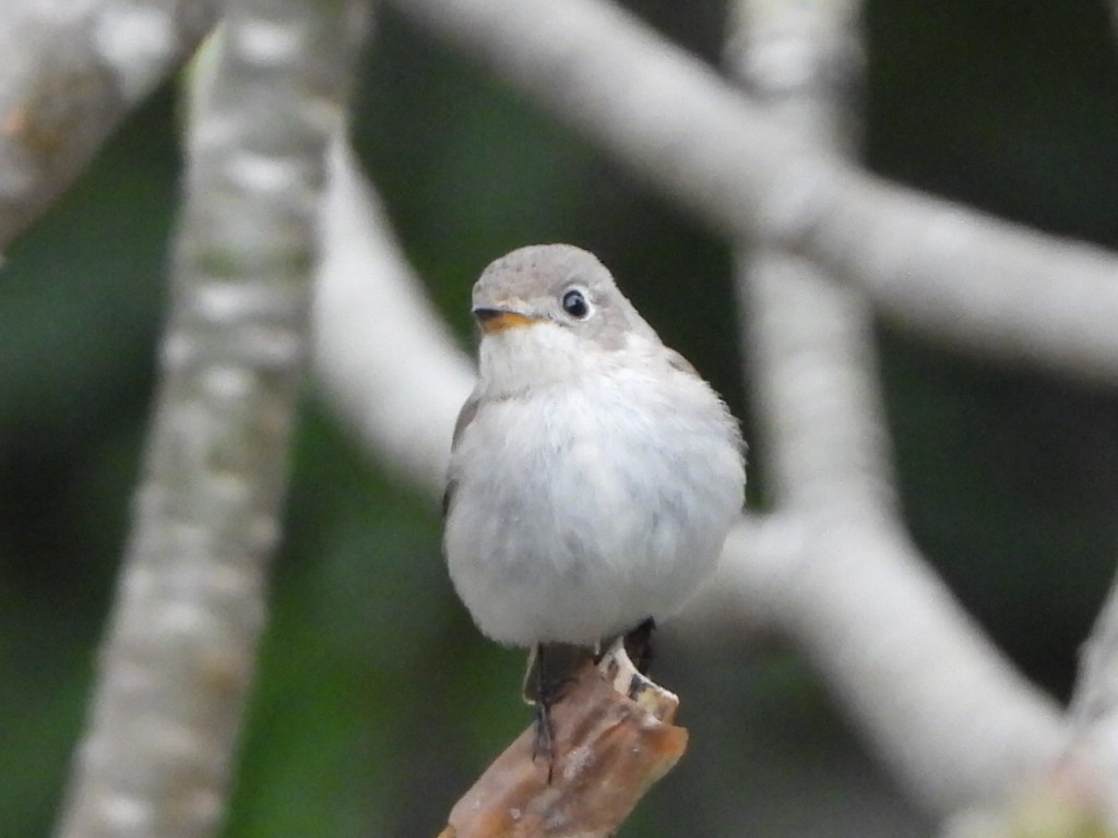 Papamoscas Pardo Asiático - ML646961356