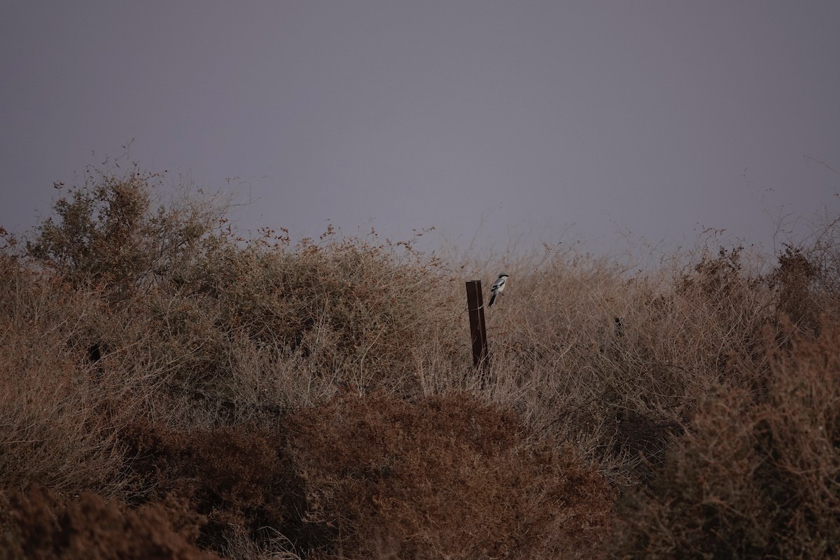 Great Gray Shrike - ML646961357