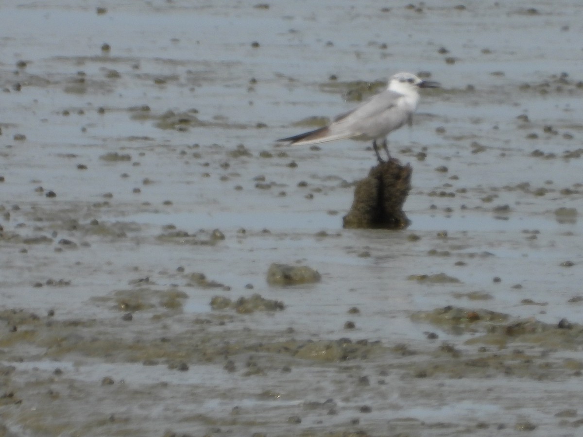 Whiskered Tern - ML646961359