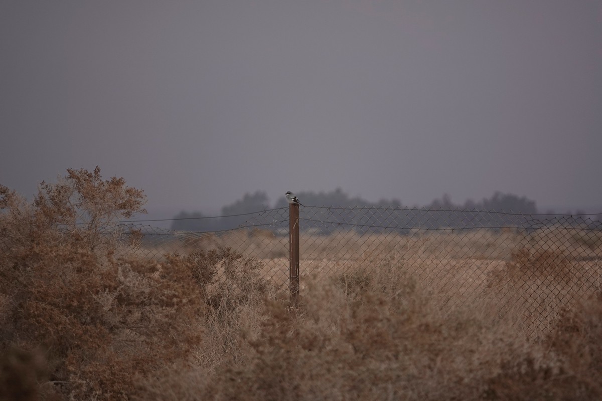 Great Gray Shrike - ML646961360