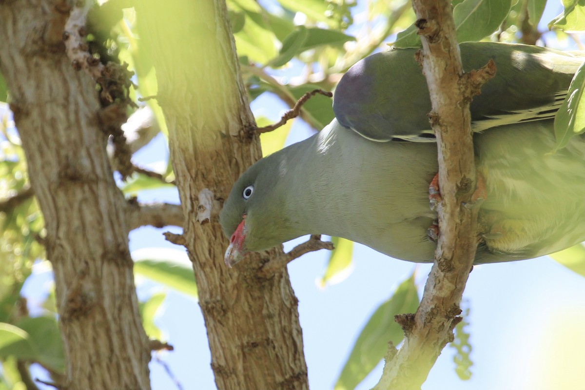 African Green-Pigeon - ML646961364