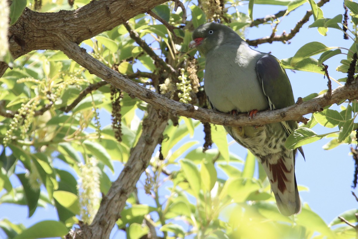 African Green-Pigeon - ML646961365