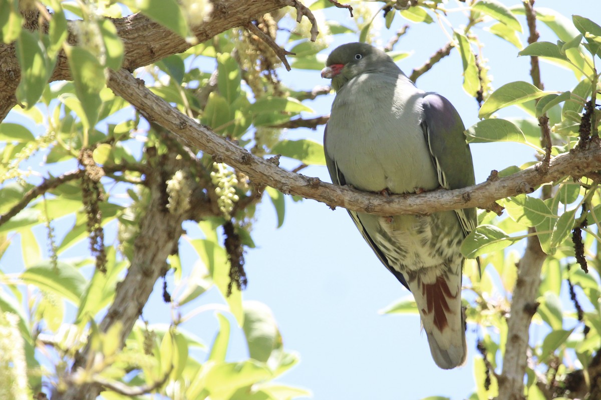 African Green-Pigeon - ML646961366