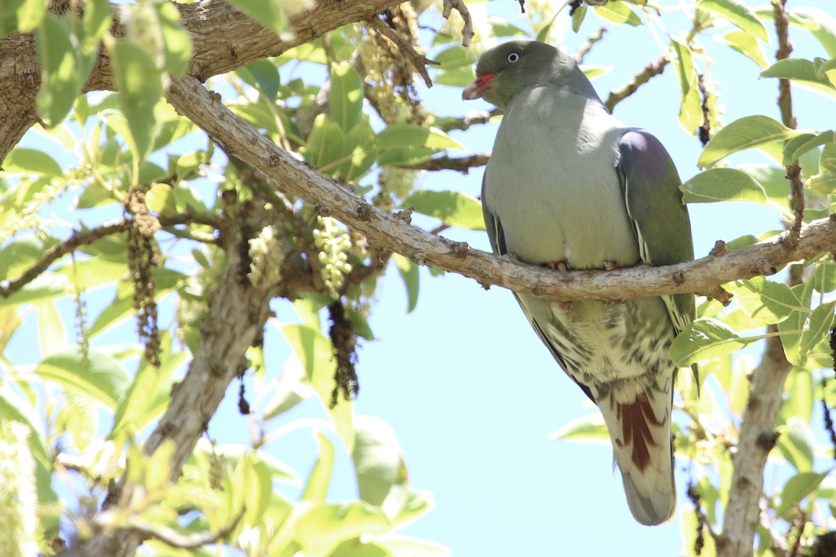 African Green-Pigeon - ML646961367