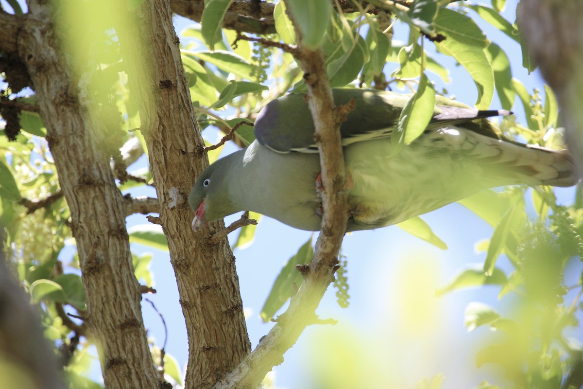 African Green-Pigeon - ML646961368