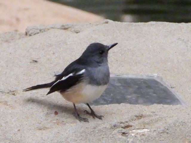 Shama Oriental - ML646961369