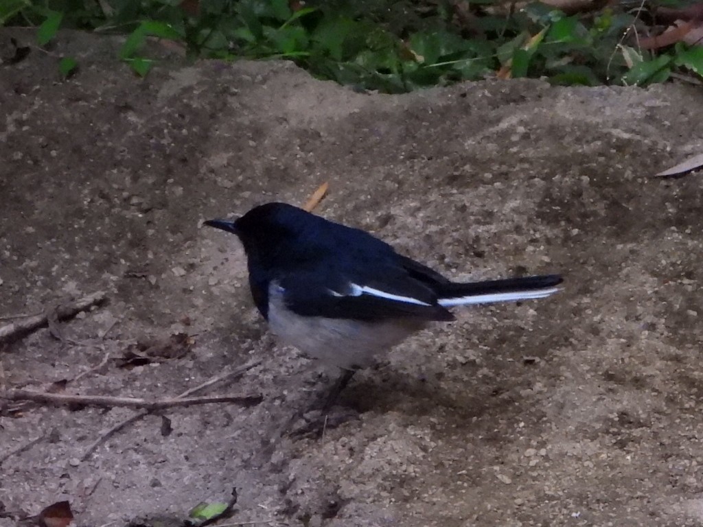 Shama Oriental - ML646961370