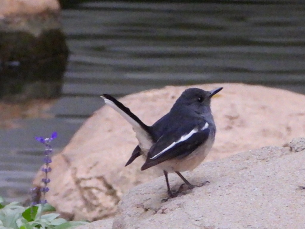 Shama Oriental - ML646961371