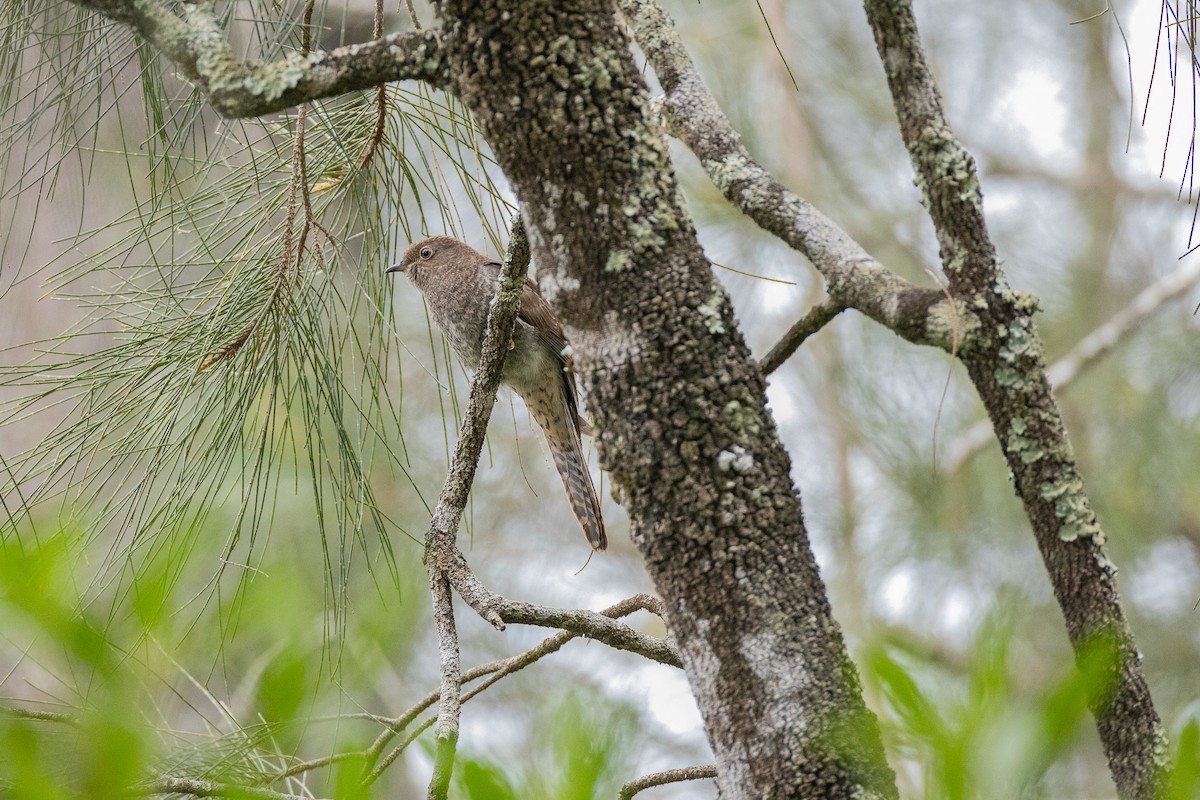 Fan-tailed Cuckoo - ML646961372