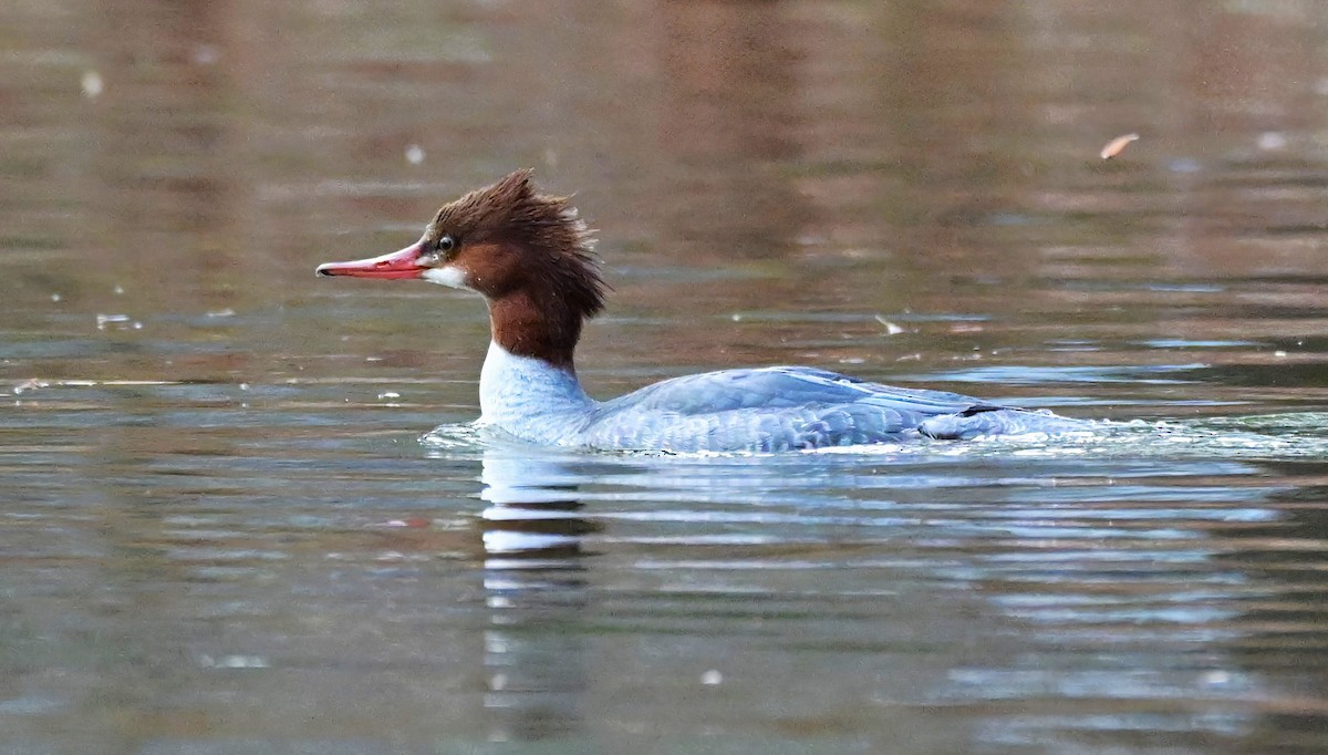 Common Merganser - ML646961374