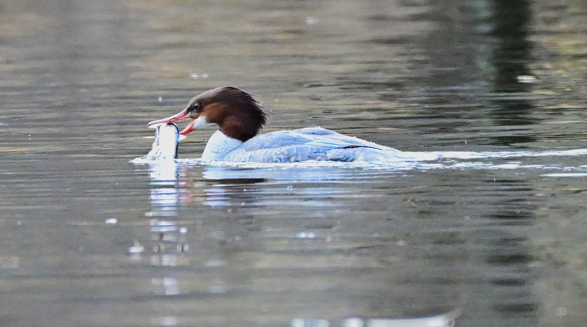 Common Merganser - ML646961375